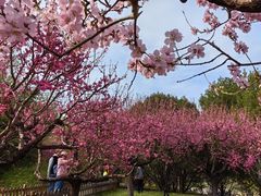 -莲花池公园