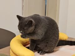 -有喵·猫咖·狗咖·30几只猫10只小狗(岗厦店)