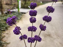 -西湖风景区-江洋畈生态公园