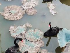 -荷兰花海