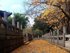 -红梅公园
