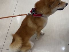 -全心全意连锁动物医院·微创中心·内科急重症·心脏专科(丰管路店)