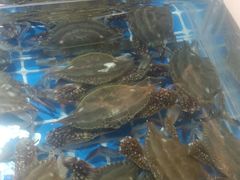 -四海蒸鲜蒸汽海鲜自助(北戴河店)