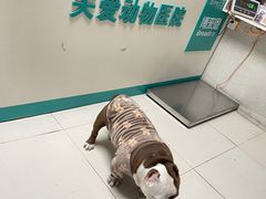 -关爱动物医院·心脏·中兽医·异宠(金牛路分院)