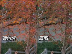 -广州市帽峰山景区