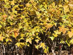 -森林公园(尖草坪区)