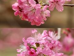 -天适樱花悠乐园