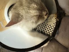 -猫猫幼稚园·撸猫·桌游·电玩