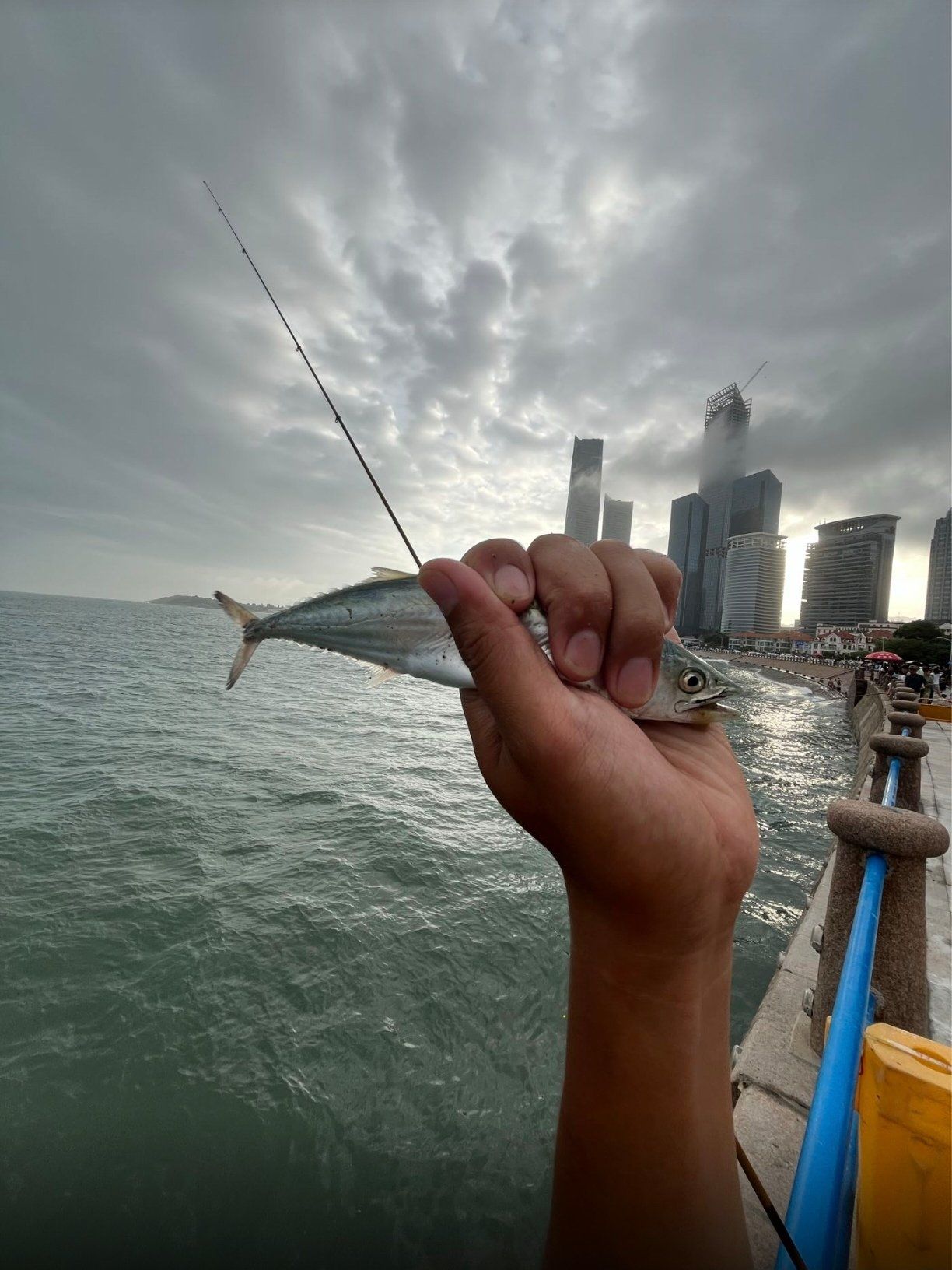 海边垂钓
钓出来的鱼95基本上都不认识
有谁来做个向导呢
#冲