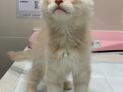 -欣宠猫屋·矮脚拿破仑·蓝金金渐层