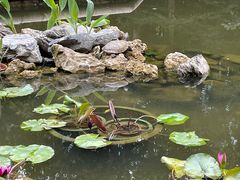 -九龙公园