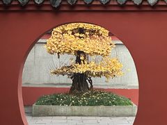 -成都市文殊院