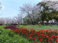 -苏州上方山国家森林公园