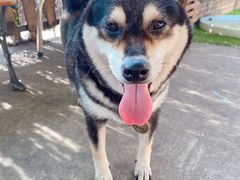 -柴犬高等学院·狗咖·柴犬售卖·宠物训练