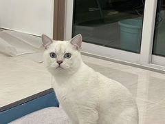 -伟伟宠物医院·瑞派猫友好医院·猫科(光谷店)