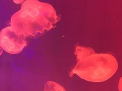 -芜湖新华联大白鲸海洋公园