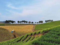 -帐篷客·溪龙茶谷度假酒店