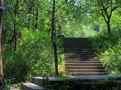 -铁山坪森林公园