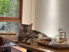 -有猫主题·治愈系猫咖(曾厝垵店)