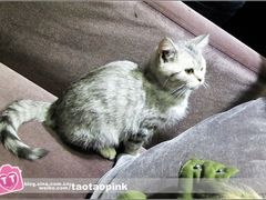 -吱咖啡西式简餐