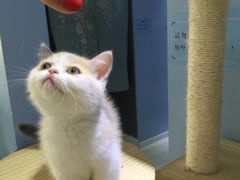 -喵的天空名猫咖啡馆·撸猫·猫舍·用品