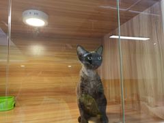 -猫十亿·布偶金渐层·曼基康矮脚猫舍(青年路店)