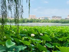 -莲花池公园