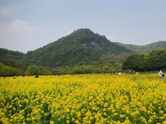 -八卦田遗址公园