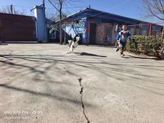 -宠物寄养训练学校