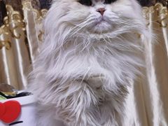 -瑞派·关忠动物医院·猫专科·犬专科(三环新城店)