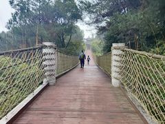 -铁山坪森林公园