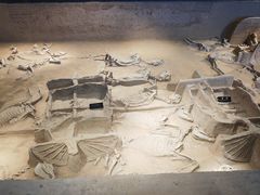 -洛阳周王城天子驾六博物馆