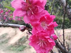 -南国桃园旅游度假区