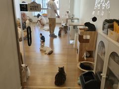 -有喵·猫咖·狗咖·30几只猫10只小狗(岗厦店)