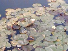 iphone_upload_pic-西昌邛海湿地