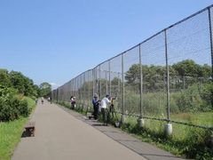 -钏路市丹顶鹤自然公园