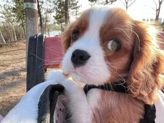 -萌宠之家·腊肠犬·马尔泰·小体犬舍