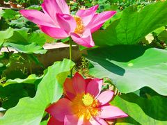 -莲花池公园