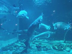 -华夏文旅海洋公园