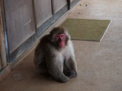 -岚山猴子公园