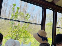 -合肥滨湖国家森林公园