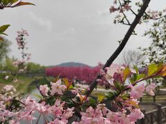 -羊山湖公园