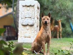 -龙华素斋(龙华路店)