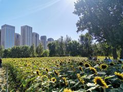 -长白岛森林公园