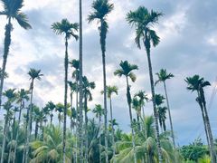 -兴隆槟榔园休闲农庄