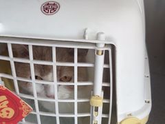 -瑞派宠物医院·犬猫全科·猫友好(宾水西道店)