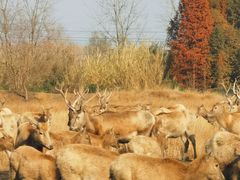 -溱湖国家湿地公园