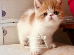 -喵zoo家庭繁育猫舍(尖东智能花园店)