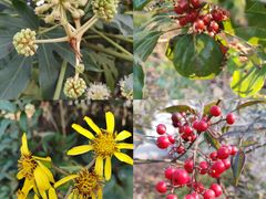 -昆山城市生态森林公园