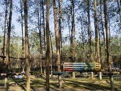 -合肥滨湖国家森林公园